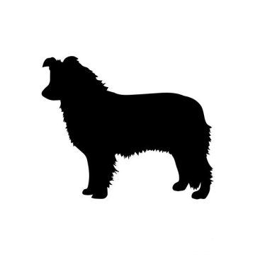 Border Collie 3 matrica