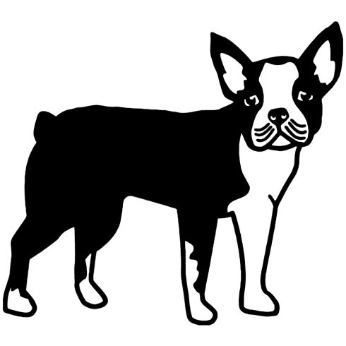 Boston terrier matrica 4