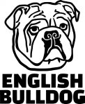 Angol bulldog matrica 4