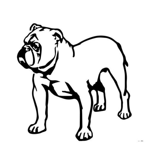 Angol bulldog 15 matrica