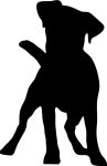 Jack Russel terrier matrica 10
