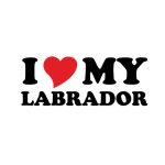 Labrador matrica 17