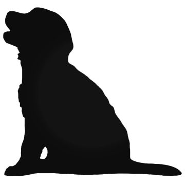 Kölyök Golden Retriever matrica