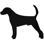 Nyulászkopó kutya matrica